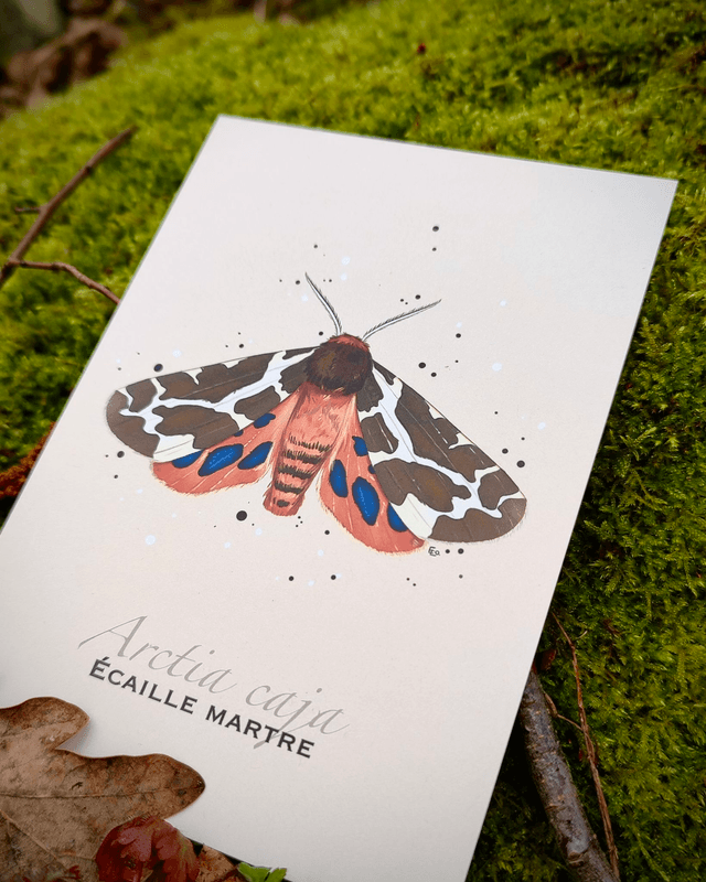 Écaille martre - Carte format A6