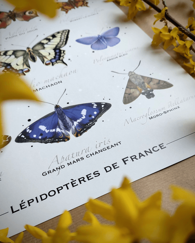 Affiche - Lépidoptères de France - Format 30x40cm 