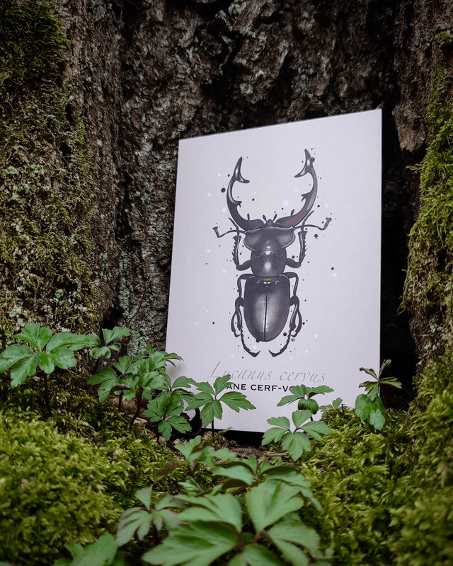 Lucane cerf-volant - Carte format A6