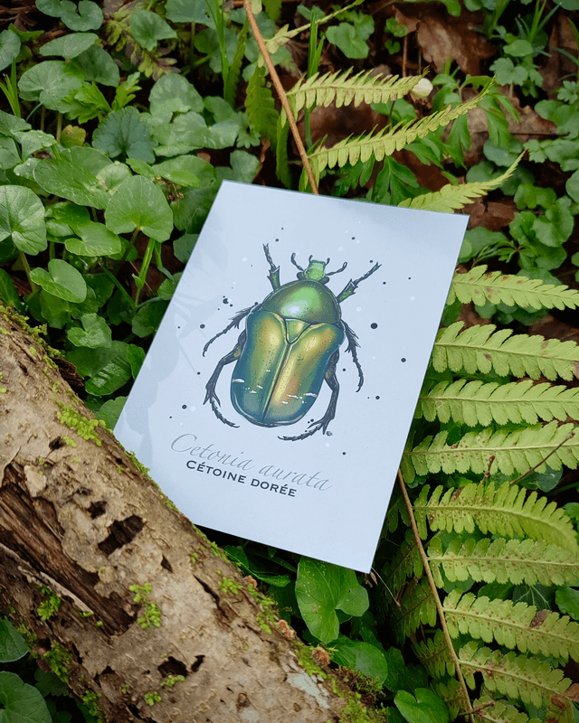 Cétoine dorée - Carte format A6