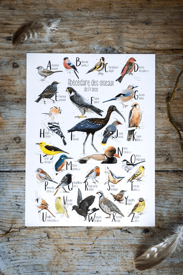 Abécédaire des oiseaux