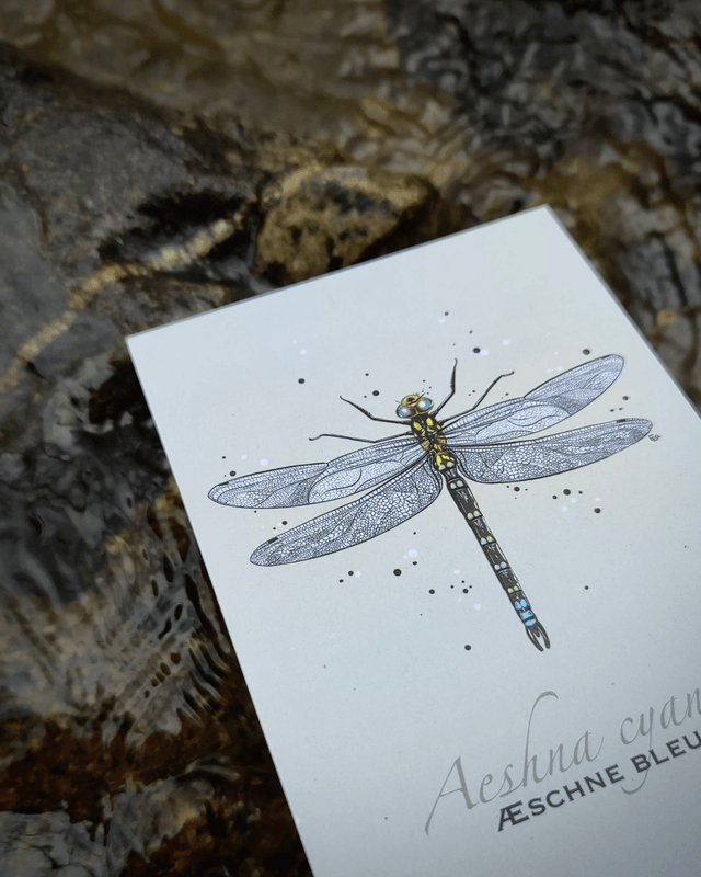 Aeschne bleue - Carte format A6