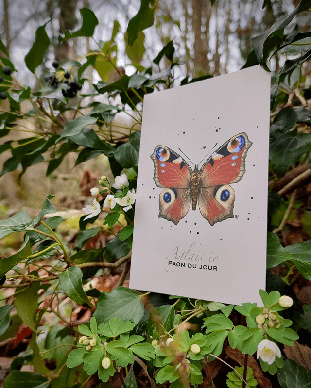 Paon du jour - Carte format A6