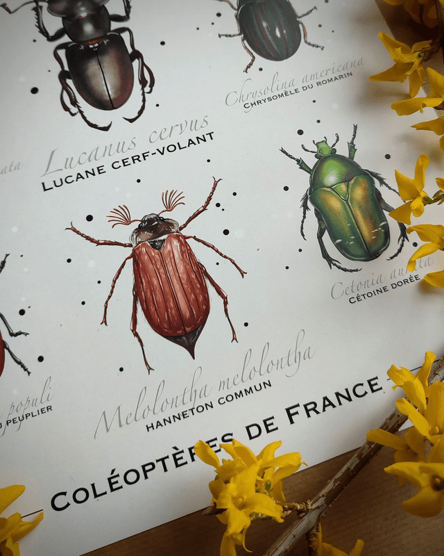Affiche - Coléoptères de France - Format 30x40cm