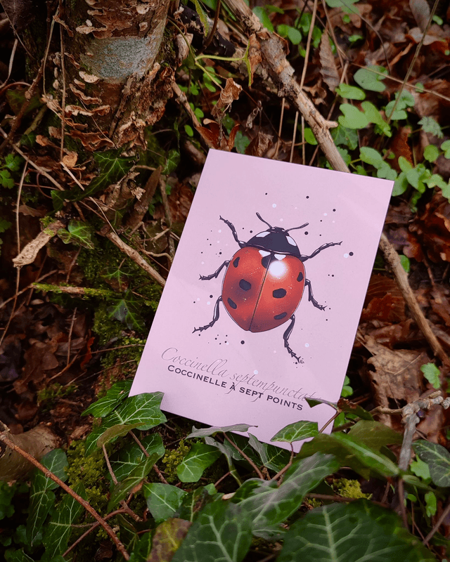 Coccinelle à sept points - Carte format A6