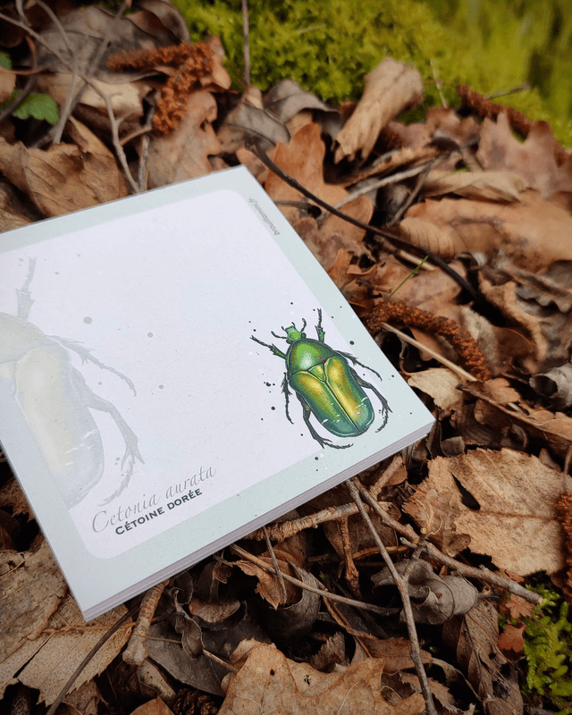 Bloc-notes carré - INSECTES 