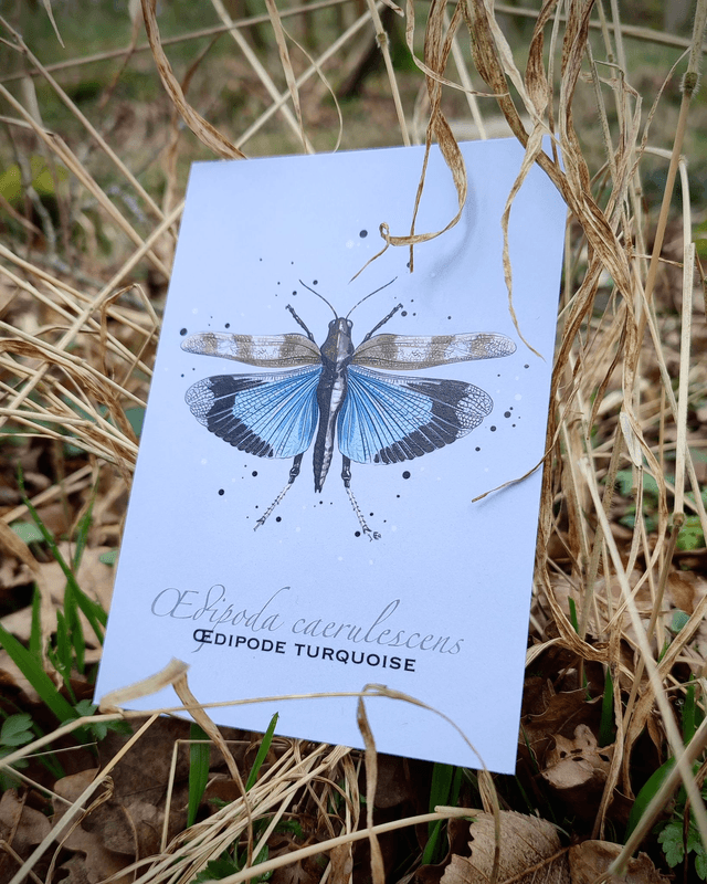 Oedipode turquoise - Carte format A6