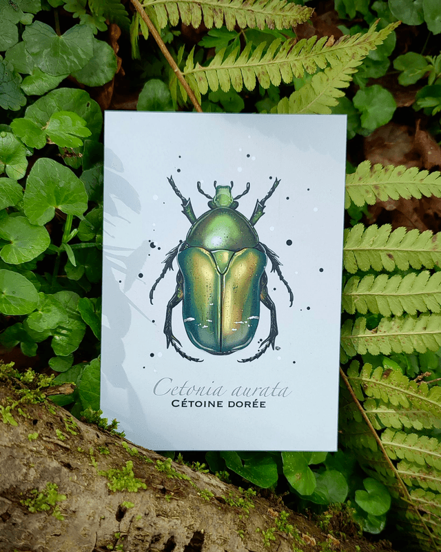 Cétoine dorée - Carte format A6