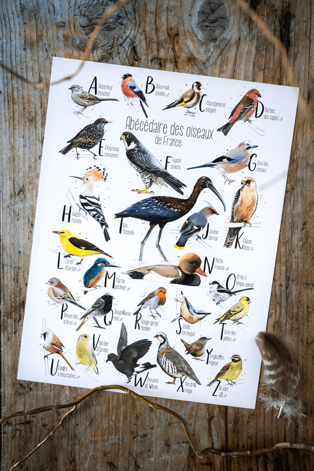 Abécédaire des oiseaux
