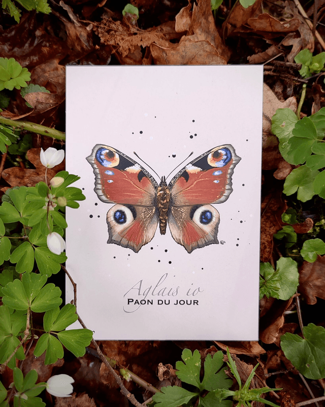 Paon du jour - Carte format A6