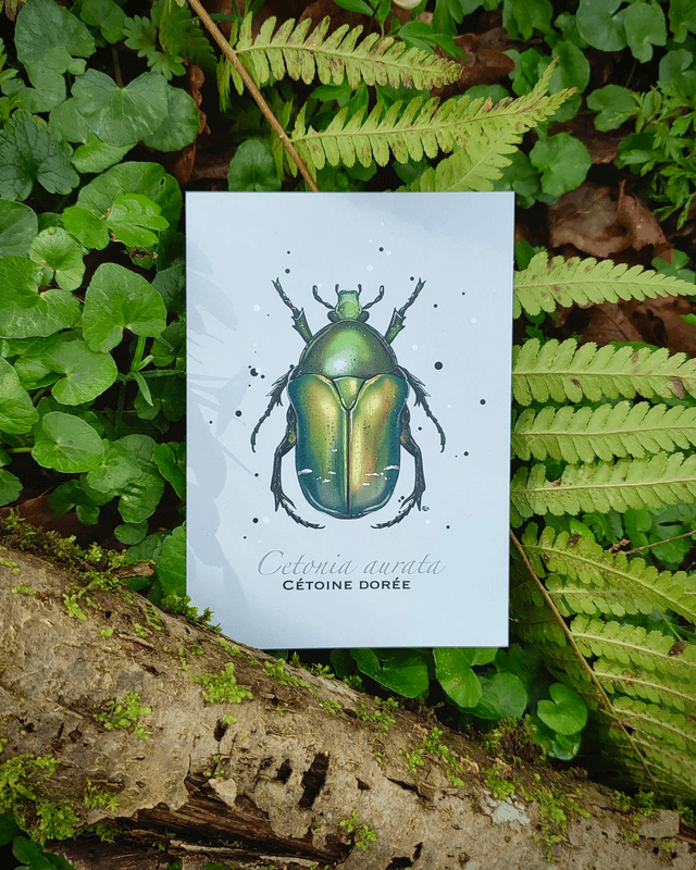 Cétoine dorée - Carte format A6