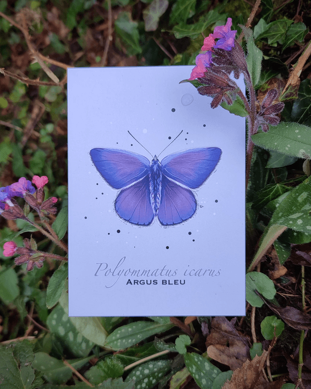 Argus bleu - Carte format A6