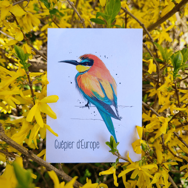 GUÊPIER D&#039;EUROPE - Carte format A6