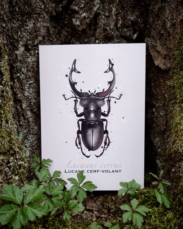 Lucane cerf-volant - Carte format A6