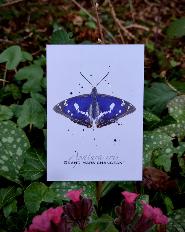 Grand mars changeant - Carte format A6