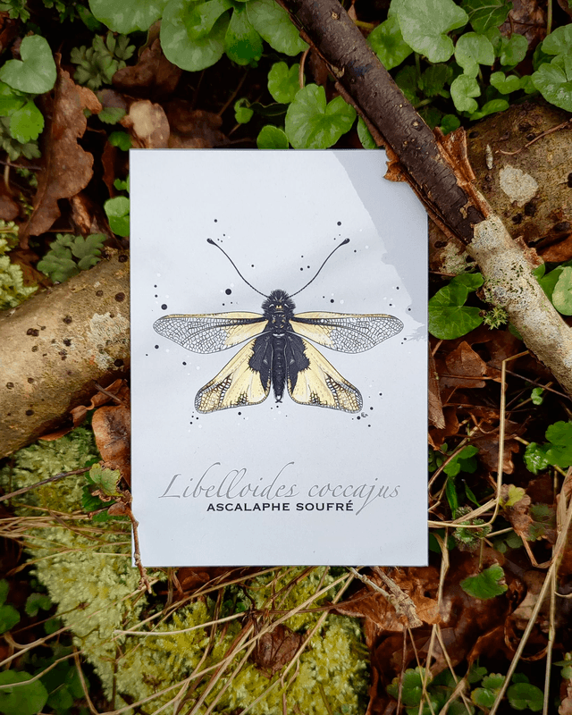 Ascalaphe souffré - Carte format A6